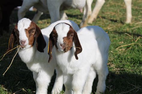 boer goats for sale near me|Boer Goats for sale .